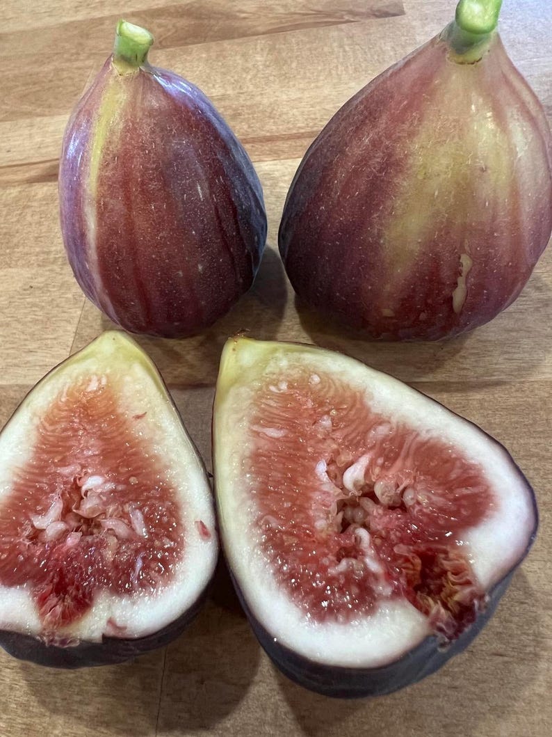 FireAg Italian Everbearing Fig Tree - Thumbnail 2