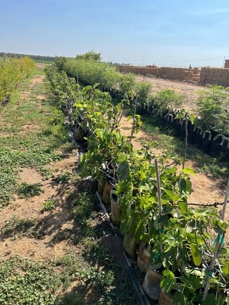 FireAg Italian Everbearing Fig Tree - Thumbnail 5