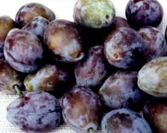 French Prune Plum- Fruit Tree -Rooted Tree -Potted Tree