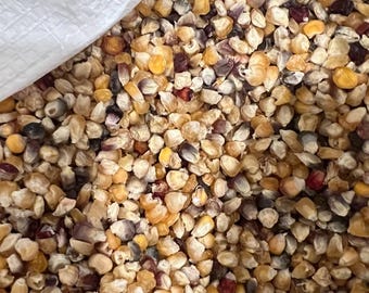 Sementes de milho doce Anasazi, plantio, consumo, secas, tradicionais, não transgênicas, cultivadas nos EUA