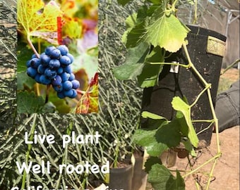 Grape Vine - California Wild Grape, Well Rooted Live plant, fruit tree, drought tolerant tree, native plant, decorative plant