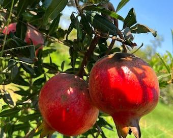 Ruby Red Pomegranate Tree: Live Fruit Tree, Drought Tolerant