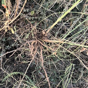 Pode incluir: Close-up de um grande sistema radicular castanho com muitos ramos que se estendem do centro. As ra&iacute;zes s&atilde;o cercadas por ramos secos castanhos e folhagem verde.