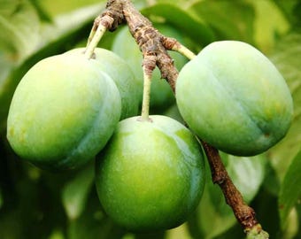 Green Gage Plum- Fruit Tree -Rooted Tree -Potted Tree