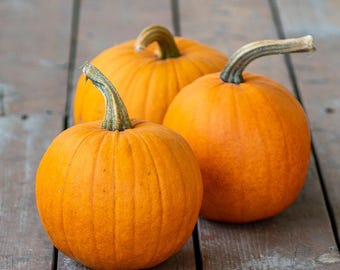 We Be Little - Pumpkin Seeds US Grown seeds