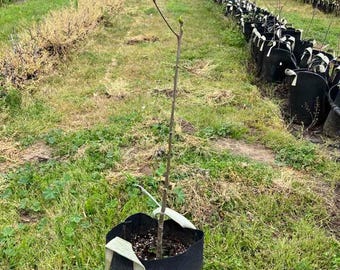 Persimmon Rootstock - Diospyros lotus, grafting planting garden fruit tree