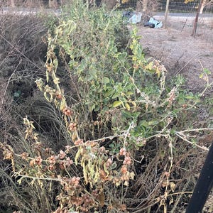 Pode incluir: Close-up de uma planta seca com vagens de sementes marrons. A planta est&aacute; crescendo em um campo com uma cerca no fundo.