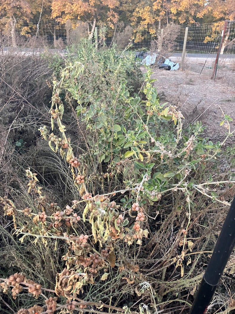 Pode incluir: Close-up de uma planta seca com vagens de sementes marrons. A planta est&aacute; crescendo em um campo com uma cerca no fundo.