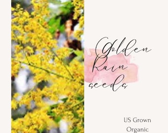 Golden Rain Seed Heirloom, Non-GMO, shade tree, fast shipping, flowering tree seeds