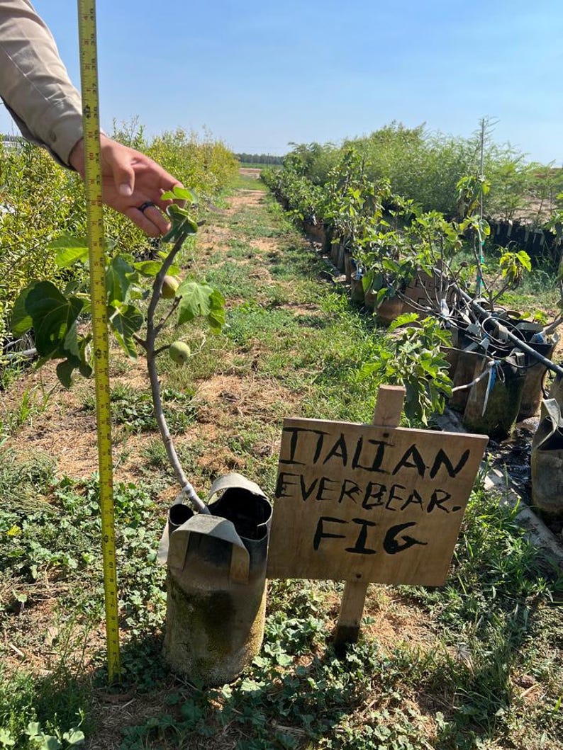 FireAg Italian Everbearing Fig Tree - Thumbnail 4