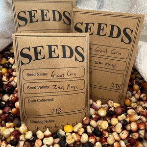 May include: Image of seed packets labelled "SEEDS" with "Giant Corn" and "Zea Mays" details. The packets are amidst a colourful mix of corn kernels. The packets also include the text "2TB" and "110 days to maturity".