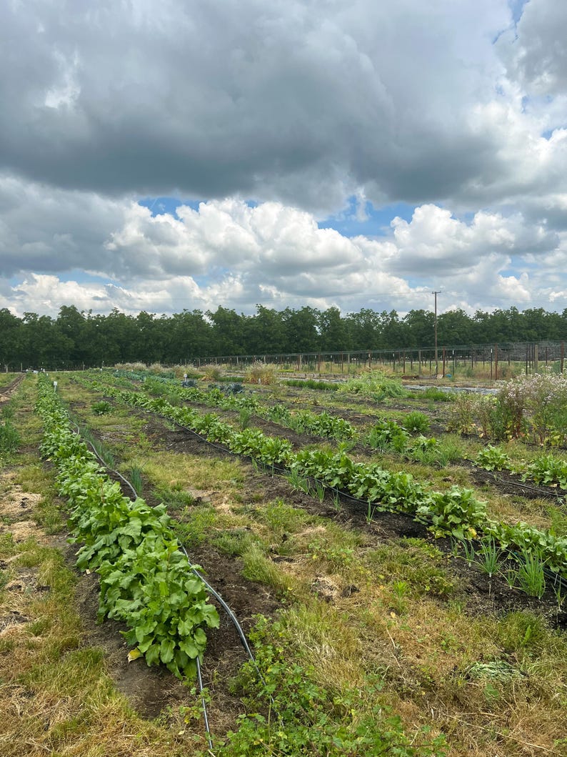 May include: A field of rows of green plants growing in a garden. The plants are in rows with a black irrigation system running between them. The sky is cloudy with some blue sky visible.