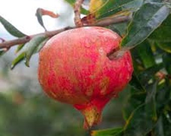 Grenada Pomegranate Tree – Well Rooted Live Plant, Drought Tolerant