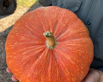 Rouge Vif d'Etampes Pumpkin Seeds, Heirloom,  "Cinderella pumpkin"