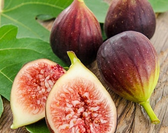 Brown Turkey Fig Tree: Well Rooted Live Plant, Drought Tolerant