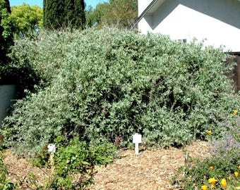 Quailbush, Well Rooted Live plant, California native plant,  shrub, ground cover, drought resistant