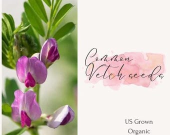 Common Vetch Seed: Heirloom Cover Crop, Animal Feed