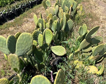 Prickly Pear, cactus, drought resistant landscaping