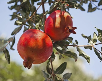 Early Wonderful Pomegranate Tree - Well Rooted Live Plant