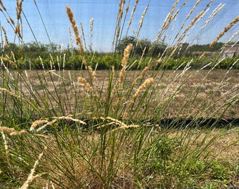 California Melicgrass Plant, Heirloom, Non-GMO, California native, landscaping grass