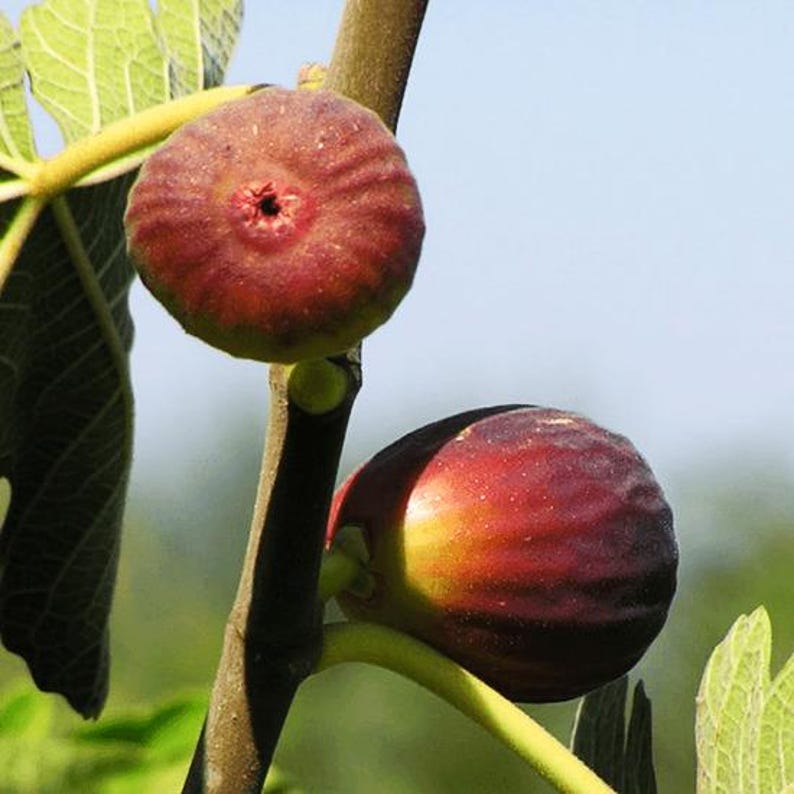 FireAg Italian Everbearing Fig Tree - Thumbnail 3