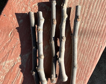 Fig Tree Cuttings (3) Multiple Varieties, Trees Starters, Garden Planting