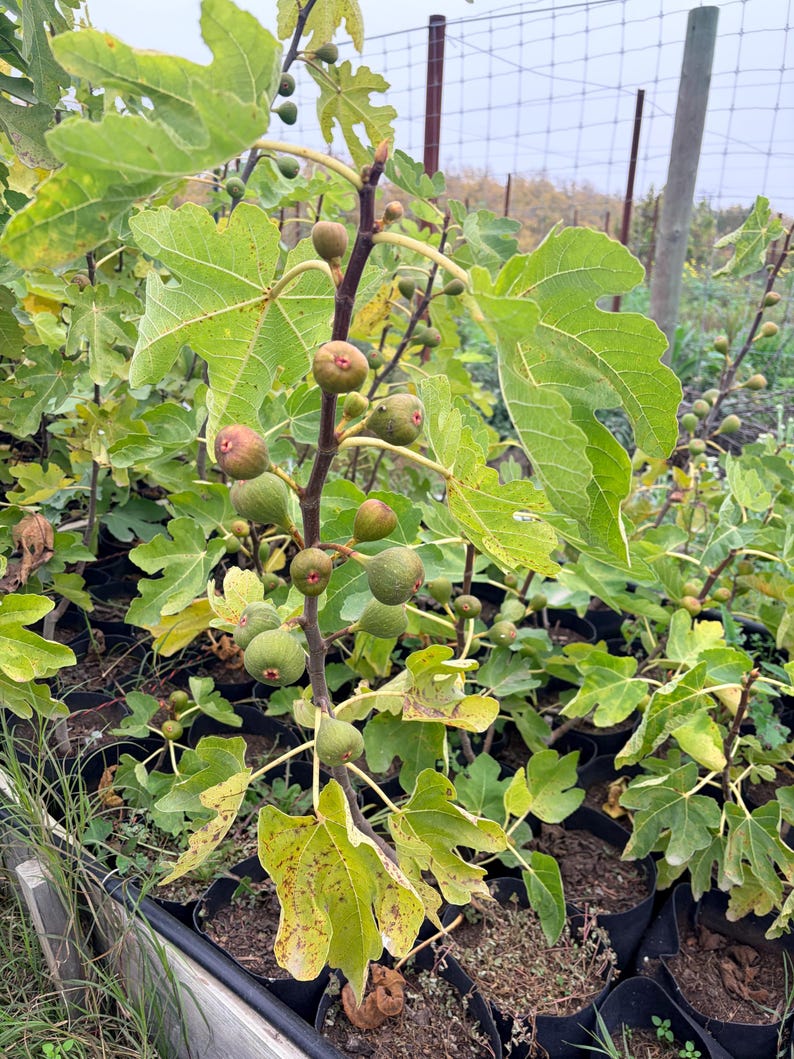 FireAg Italian Everbearing Fig Tree