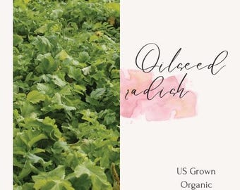 Oilseed Radish Heirloom, Non-GMO, gardening, fast shipping, cover crop lawn seeds