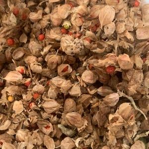 Ashwagandha seed pods at harvest