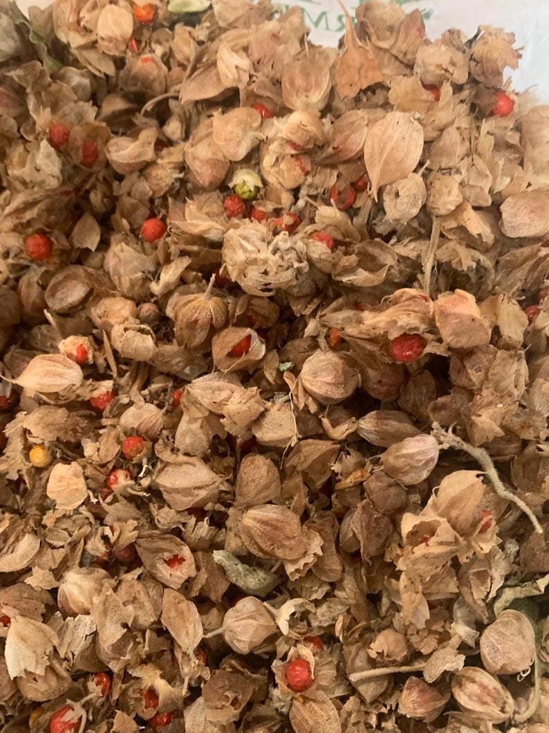 Ashwagandha seed pods at harvest