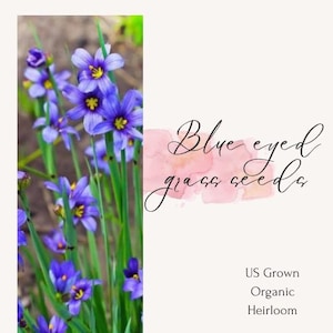 Blue Eyed Grass Seeds, Heirloom, Non-GMO, organic seeds, flower seeds, California native seeds