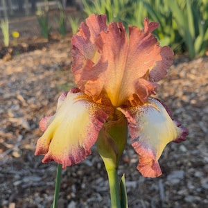 CINNAMON GIRL  Historic Tall Bearded Iris Rhizome