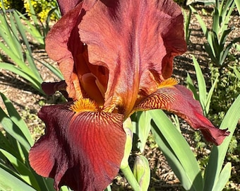 BANG Historic Tall Bearded Iris Rhizome