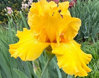 PHAETON Yellow Tall Bearded Iris Rhizone