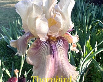 THORNBIRD Tall Bearded Iris Rhizome - Historic