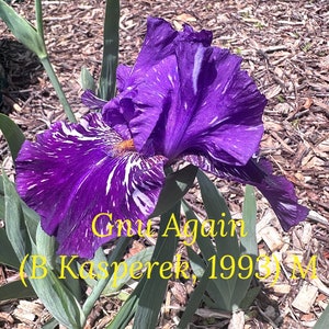 May include: A close-up of a purple and white iris flower with white stripes. The flower is labeled "Gnu Again (B Kasperek, 1993)".
