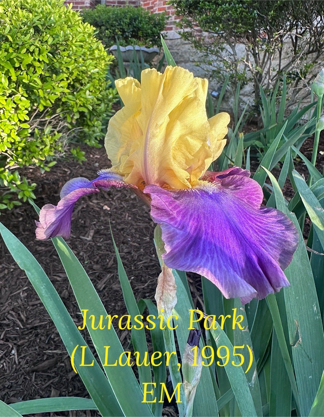 JURASSIC PARK Purple/yellow Tall Bearded Iris Rhizome Etsy