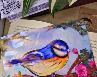 Blue Tit Illustration