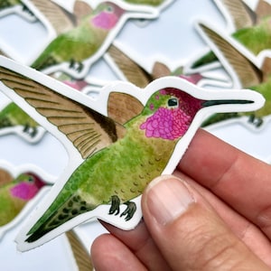 Hummingbird Vinyl Sticker