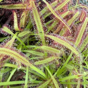 May include: Close-up of a sundew plant with long, slender, green leaves. The leaves are covered in tiny, glistening droplets, and the edges are lined with red and green hairs. The plant has a unique, textured appearance.