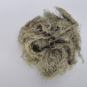 Usnea Lichen - Usnea barbata - Whole - Wild Crafted Old Man&#39;s Beard (Moss, Herbal)   Herbal