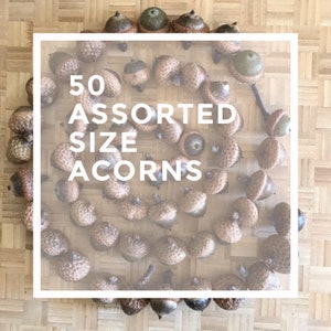ACORNS 50 Dried Natural Real Acorns from Maine Oak Tree for Fall decorating potpourri and crafts assorted sizes