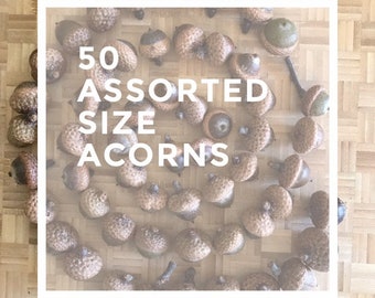 ACORNS 50 Dried Natural Real Acorns from Maine Oak Tree for Fall decorating potpourri and crafts assorted sizes