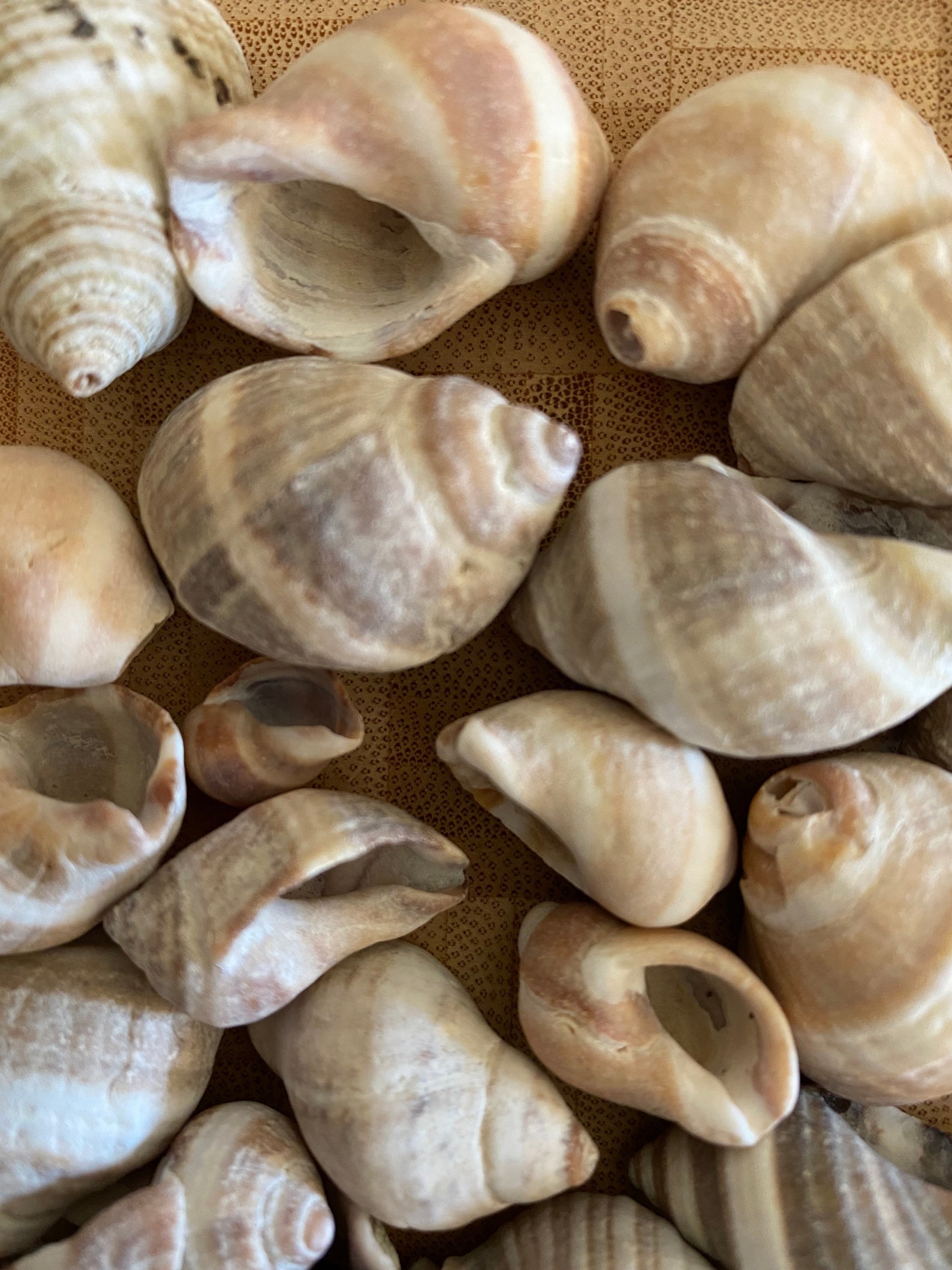 Maine Periwinkle Shells STRIPED RARE Lot of 30 Real Natural Etsy
