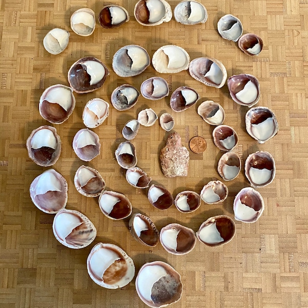 Maine Slipper Shells Lot of 10 Various sizes Atlantic Slipper Snail Common Slipper Shells Boat Shell