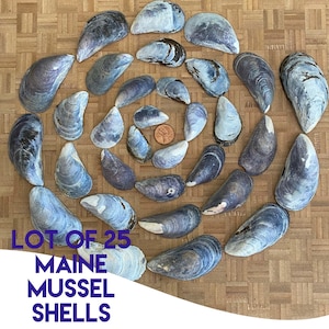 May include: A collection of 25 Maine mussel shells arranged in a spiral pattern. The shells are primarily blue and white, with a variety of shapes and sizes. A penny is included for scale. The text "LOT OF 25 MAINE MUSSEL SHELLS" is displayed in blue.