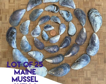 Maine Mussel Shells Lot of 25 Various Sizes Natural Supplies