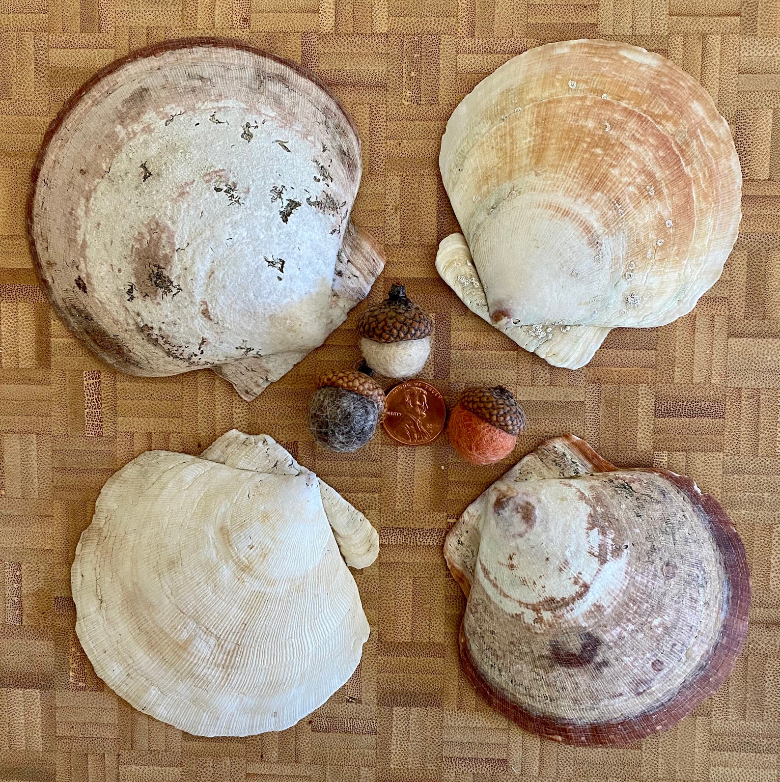 Med. Maine Scallop Shells Medium Size 3.5 to 4 shells Etsy