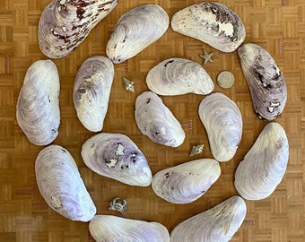 Maine Mussel Shells Lot of 22 Large to XL Size Northern Horse Mussels Light Purple Natural Supplies