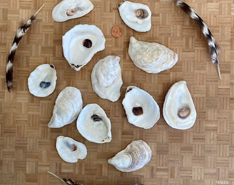 Maine Oyster Shells Lot of 12 Cup and Flat Natural Supplies medium to large size